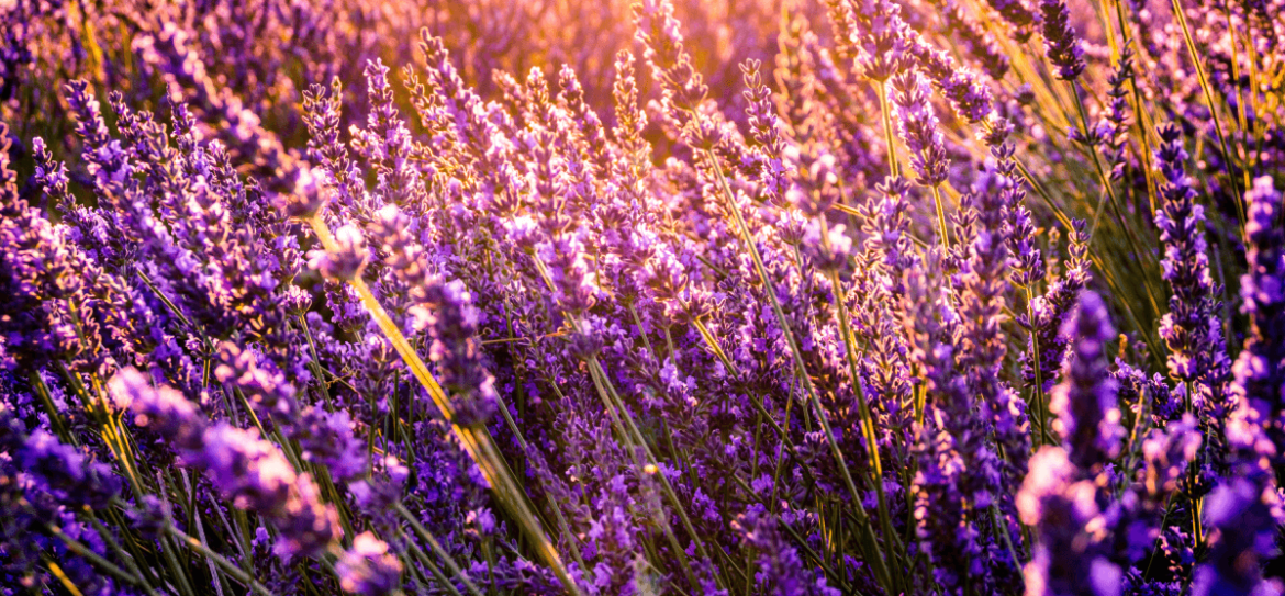 Lavender essential oil