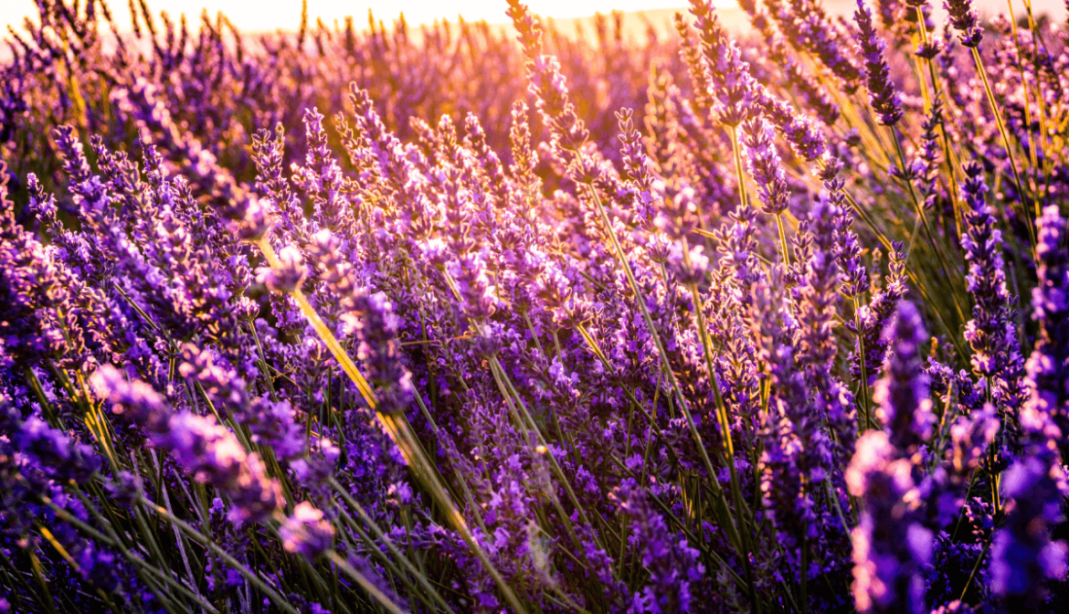 Lavender essential oil